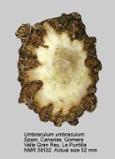 Umbraculum umbraculum (4)